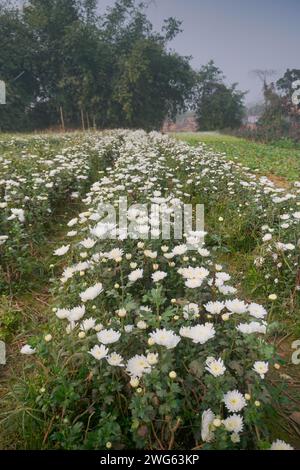 Vasto campo di Crisantemi bianchi in erba, Chandramalika, Chandramallika, mamme, crisantemi, genere Chrysanthemum, famiglia Asteraceae. Mattina d'inverno. Foto Stock