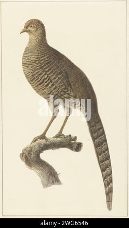 Goudfazant, Hen, Pieter Pietersz. Barbiers, carta da disegno 1759 - 1842. acquerello (vernice). pennello a matita per camminatori e corridori uccelli: fagiani Foto Stock