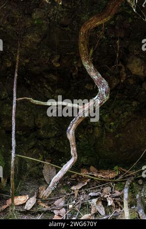 Una radice molto singolare, coperta di lichene, passa attraverso un buco nel terreno, sul versante collinare del monte Iguaque, nella Colombia centrale. Foto Stock