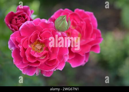 Splendidi fiori rosa cremisi ondulati con un nucleo bianco e un colore delicato. Foto Stock