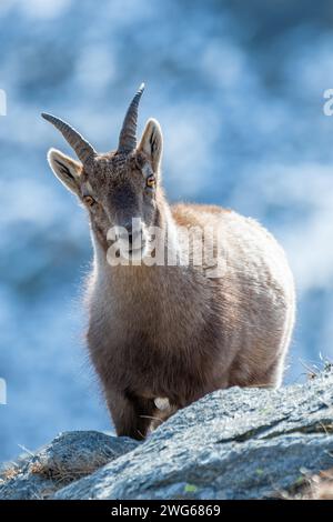 Stambecco alpino femminile (Capra ibex) su sfondo freddo e innevato, preso mentre si trova in piedi su rocce all'alba in un giorno d'inverno, Alpi montagne, Italia. Foto Stock