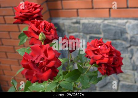 Sciami di rosso sangue saturo brillante con foglie affilate e fiori di gemme dai colori incredibili. Foto Stock