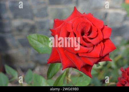 Rosa rosso sangue saturo brillante con foglie affilate e un fiore di fiori dai colori incredibili. Foto Stock