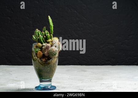 Piante succulente e cactus in una tettoia rotta riciclata Foto Stock