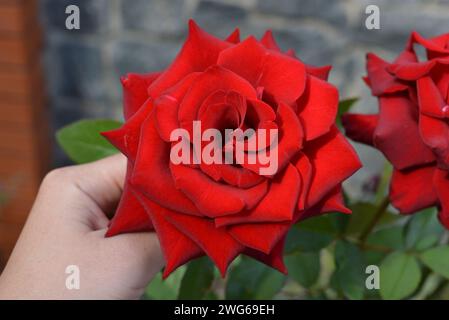 Rosa rosso sangue saturo brillante con foglie affilate e un fiore di fiori dai colori incredibili. Foto Stock