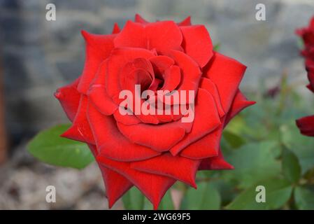 Rosa rosso sangue saturo brillante con foglie affilate e un fiore di fiori dai colori incredibili. Foto Stock