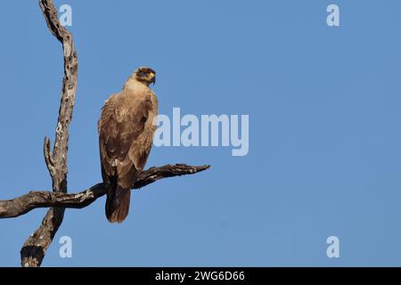 Wahlbergsadler - seltene hellbraune variante / aquila di Wahlberg - rara variante con sopracciglia leggera / Aquila wahlbergi Foto Stock