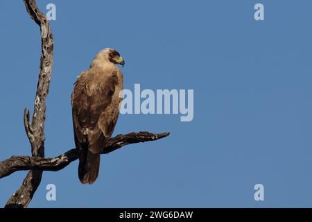 Wahlbergsadler - seltene hellbraune variante / aquila di Wahlberg - rara variante con sopracciglia leggera / Aquila wahlbergi Foto Stock