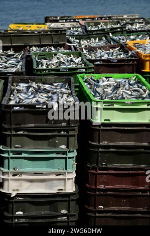 Pesca eccessiva, masse di acciughe europee appena pescate (Engraulis encrasicolus) in casse di pesci prima dello scarico, immagine verticale, Croazia, Pola Foto Stock