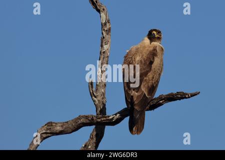 Wahlbergsadler - seltene hellbraune variante / aquila di Wahlberg - rara variante con sopracciglia leggera / Aquila wahlbergi Foto Stock