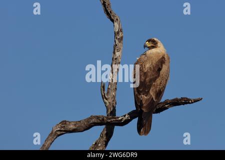 Wahlbergsadler - seltene hellbraune variante / aquila di Wahlberg - rara variante con sopracciglia leggera / Aquila wahlbergi Foto Stock