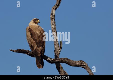 Wahlbergsadler - seltene hellbraune variante / aquila di Wahlberg - rara variante con sopracciglia leggera / Aquila wahlbergi Foto Stock