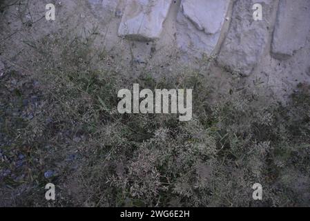 Edificio bianco di sabbia fluviale con tavole di legno e foglie d'erba in serata Foto Stock