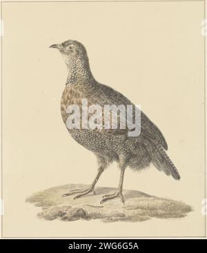 Patrijs (?), Pieter Pietersz. Barbiers, carta da disegno 1759 - 1842. acquerello (vernice). pennello a matita per camminatori e corridori uccelli: partridge Foto Stock