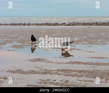 Due corvi che si nutrono di un pesce morto a Worthing Beach, West Sussex, Regno Unito, 2024 Foto Stock