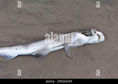 Pesci di cane morti lavati sulla sabbia a Worthing, West Sussex, Regno Unito Foto Stock