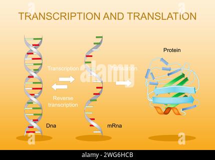 Trascrizione e traduzione. Dal DNA all'mRNA. Sintesi proteica. Codice genetico. Elaborazione RNA. Espressione genica. Diagramma vettoriale. Illustrazione Vettoriale