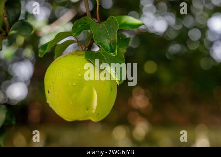 Dettaglio di una cotogna nella sua pianta. Foto Stock