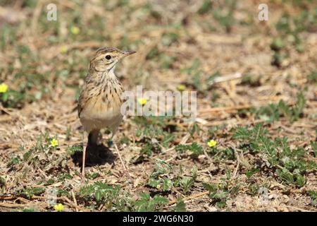 Sabotalerche / Sabota Lark / Calendulauda sabota Foto Stock