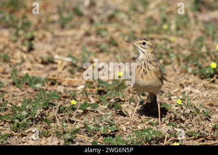 Sabotalerche / Sabota Lark / Calendulauda sabota Foto Stock