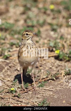 Sabotalerche / Sabota Lark / Calendulauda sabota Foto Stock