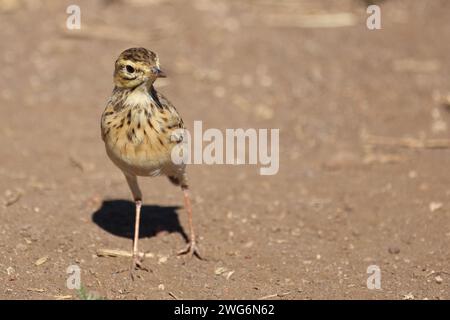 Sabotalerche / Sabota Lark / Calendulauda sabota Foto Stock