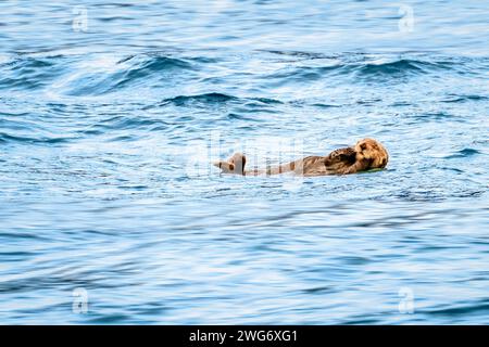 Lontra marina (Enhydra lutris) galleggiante nella Resurrection Bay vicino a Seward, Alaska Foto Stock