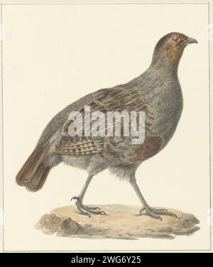 Patrijs, Pieter Pietersz. Barbiers, carta da disegno 1759 - 1842. acquerello (vernice). pennello a matita per camminatori e corridori uccelli: partridge Foto Stock