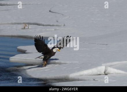 Le aquile calve pescano nel fiume South Platte, Colorado Foto Stock