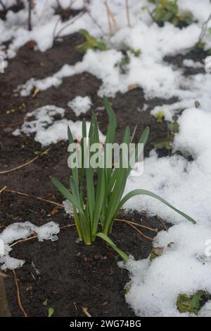 Fiori di strada, cespugli di fiori, piante perenni con foglie verdi luminose dopo l'inverno con neve che scioglie. Foto Stock