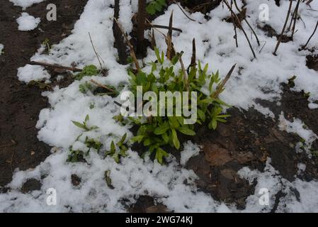 Fiori di strada, cespugli di fiori, piante perenni con foglie verdi luminose dopo l'inverno con neve che scioglie. Foto Stock