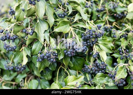 Ivy, Helix, Spring Fruit Foto Stock