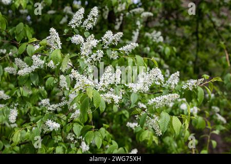 Ciliegia comune, Flower Foto Stock