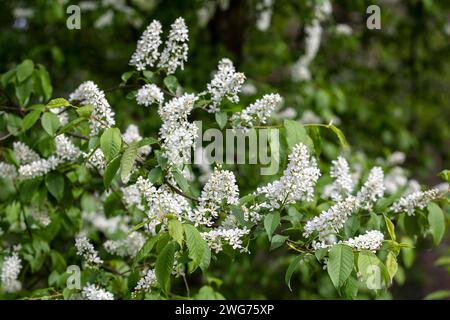 Ciliegia comune, Flower Foto Stock