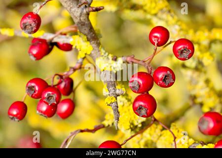 Biancospino, Whitethorn o May Tree (crataegus monogyna), primo piano di un gruppo di bacche rosse o nastrelli su un piccolo arbusto coperto di licheni in autunno. Foto Stock