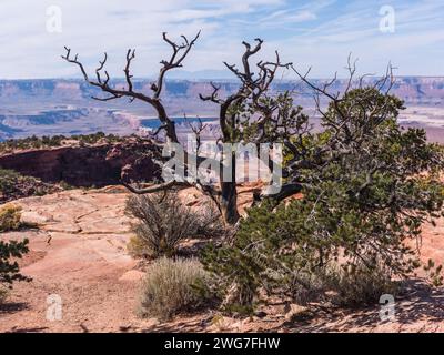 Stati Uniti. Utah. Parco nazionale delle Canyonlands. "Isle in the Sky" mesa: Pinyon di pino al punto panoramico della Candlestick Tower. Questo punto si trova sul bordo o. Foto Stock