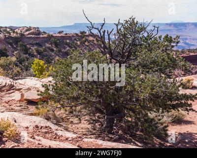 Stati Uniti. Utah. Parco nazionale delle Canyonlands. "Isle in the Sky" mesa: Pinyon di pino al punto panoramico della Candlestick Tower. Questo punto si trova sul bordo o. Foto Stock