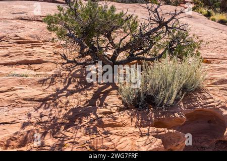Stati Uniti. Utah. Parco nazionale delle Canyonlands. "Isle in the Sky" mesa: sagebrush (Artemisia tridentata) e pinyon di Grand View Point. Grande vi Foto Stock