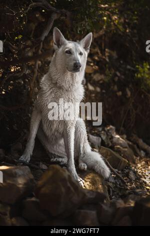 La regina bianca Freya in posa. Bello e calmo morbido ritratto svizzero del cane pastore. Il cane è veramente il migliore amico dell'uomo. Foto Stock