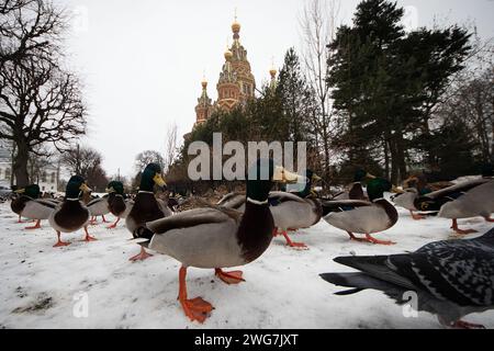 Vista delle anatre sullo sfondo della Cattedrale di Peterhof dei Santi Apostoli Pietro e Paolo a San Pietroburgo. Foto Stock