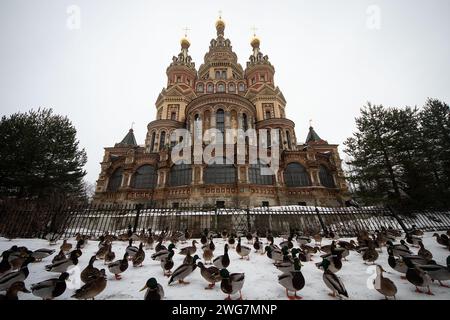 St Pietroburgo, Russia. 31 gennaio 2024. Vista delle anatre sul terrapieno sullo sfondo della cattedrale di Peterhof dei Santi Apostoli Pietro a San Pietroburgo. (Immagine di credito: © Artem Priakhin/SOPA Images via ZUMA Press Wire) SOLO USO EDITORIALE! Non per USO commerciale! Foto Stock