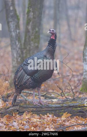 Tom turkey in un giorno di dicembre nel Wisconsin settentrionale. Foto Stock