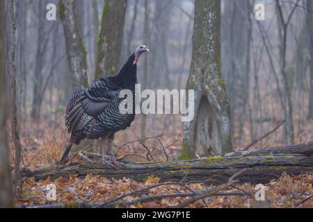 turchia selvaggia orientale in un giorno di dicembre nel Wisconsin settentrionale. Foto Stock