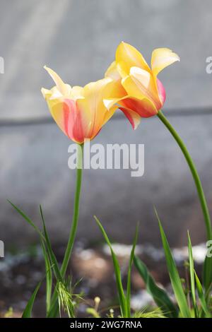 Tulipani nel giardino primaverile. Splendidi tulipani luminosi che crescono all'aperto in una giornata di sole. I tulipani multicolori crescono nel giardino Foto Stock