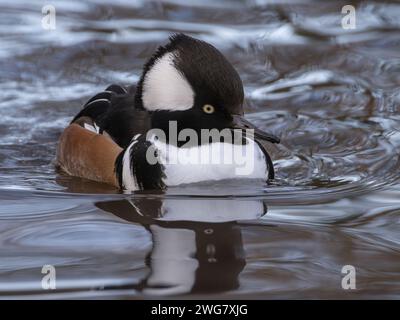 Hooded Merganser Foto Stock