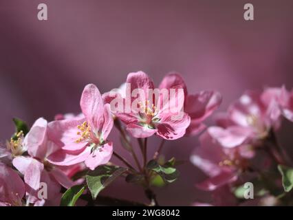 Primo piano di fiori di mela granchio rosa su uno sfondo morbido di tonalità rosa e lavanda. Foto Stock