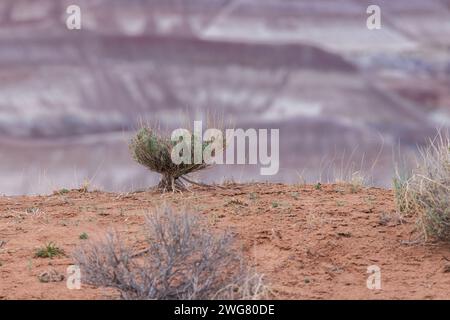 Pennello di salvia con sistema di radici esposte appeso alla terra secca del Little Painted Desert County Park vicino a Winslow, Arizona Foto Stock