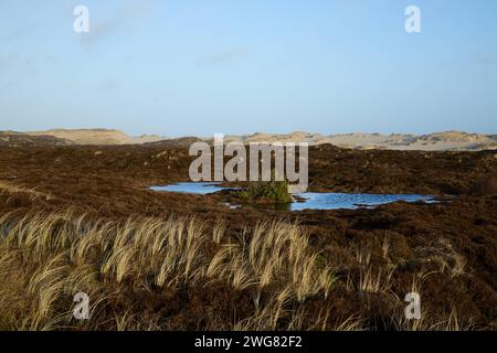 Landschaft an der Westküste der Insel Sylt in der Nordsee, 26.01.2024 Schleswig-Holstein Deutschland *** paesaggio sulla costa occidentale dell'isola di Foto Stock