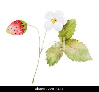 L'illustrazione dell'acquerello disegnato a mano presenta Un ramo con fiori di fragola e frutti di bosco Foto Stock