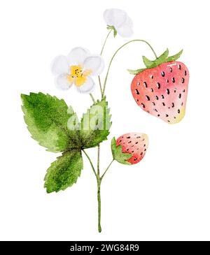 L'illustrazione dell'acquerello disegnato a mano presenta Un ramo con fiori di fragola e frutti di bosco Foto Stock